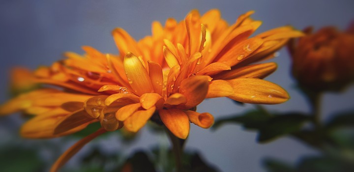 Chrysanthemums from my garden