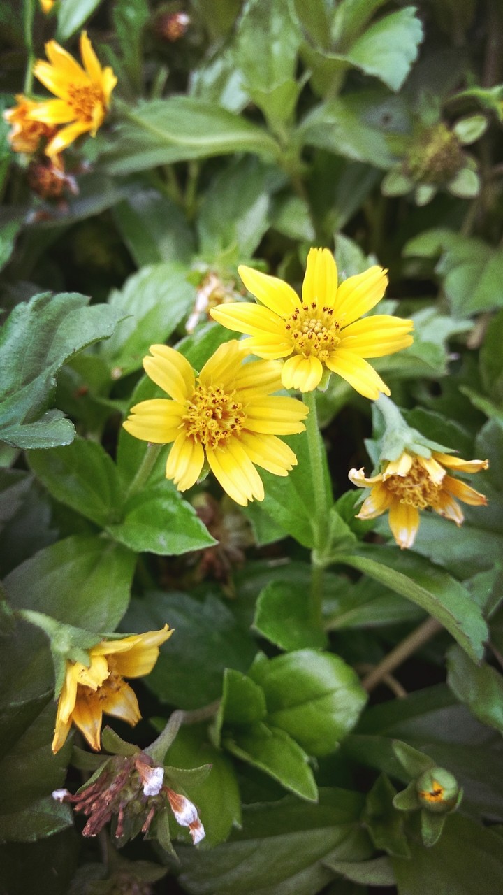 Flowers