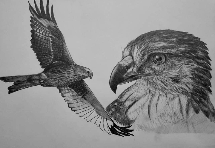 A falcon