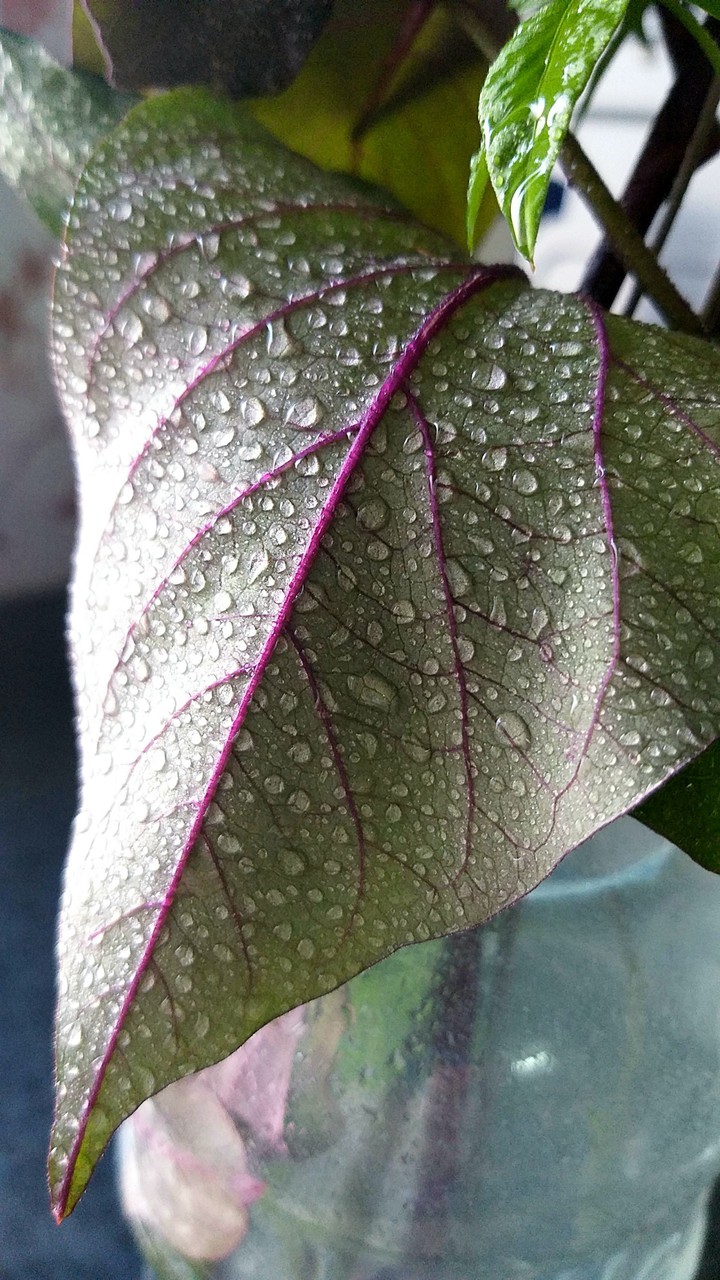after rain☔