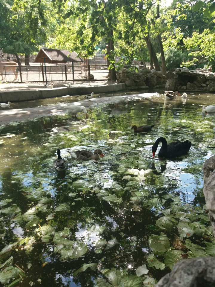 zoo