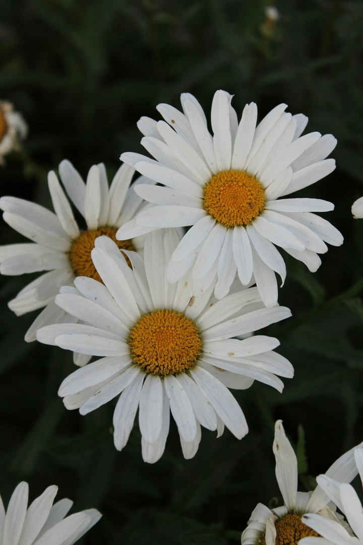 chamomile