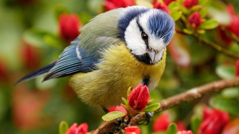 Tit, beak háttérképek