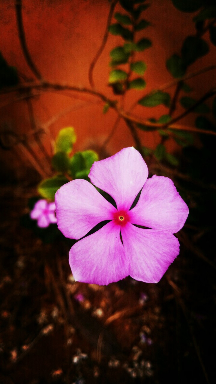 flower love