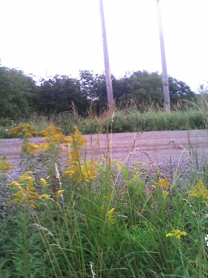 Dirt Road