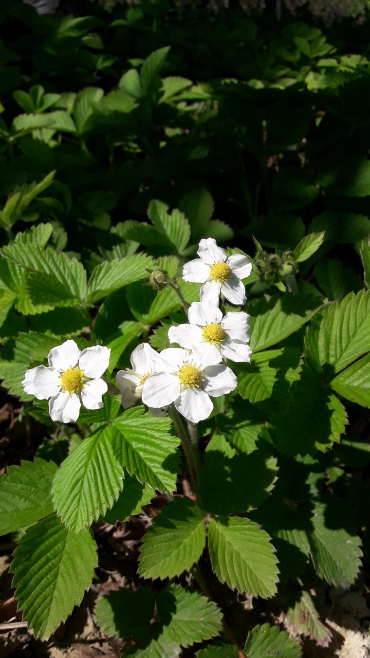 Flover