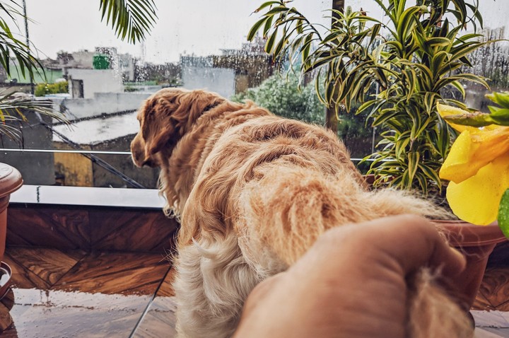 golden retriever