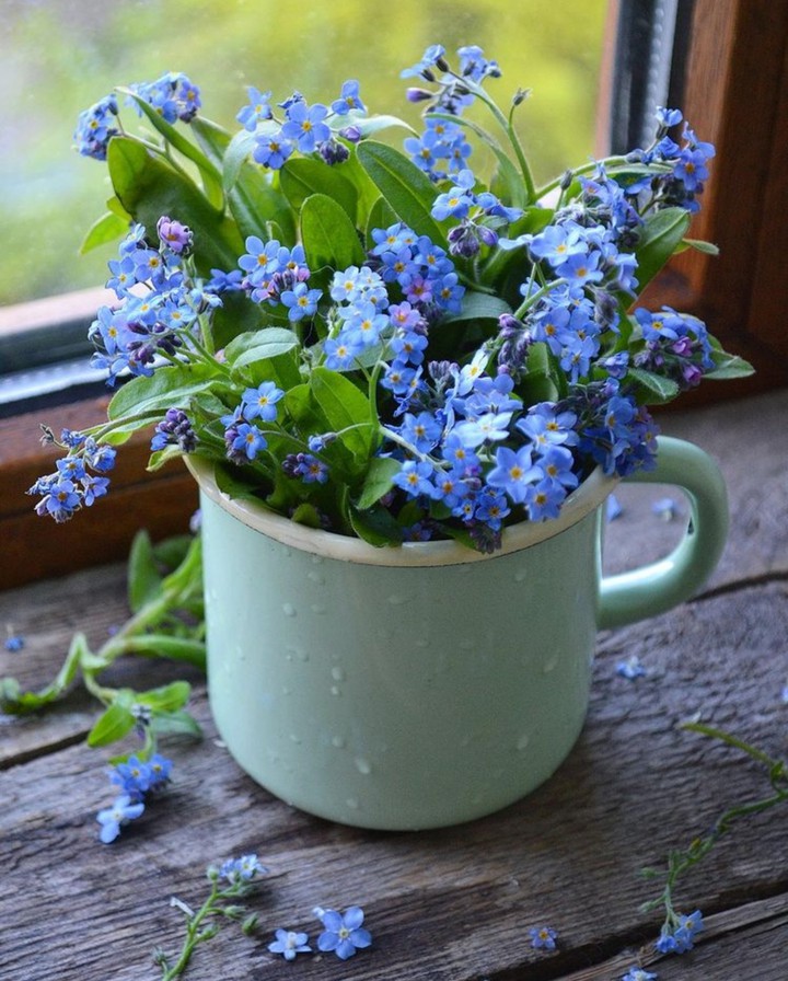 Forgetmenot