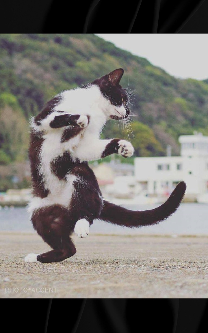 Happy cat on the coast