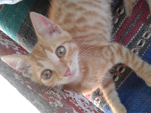 My kitty