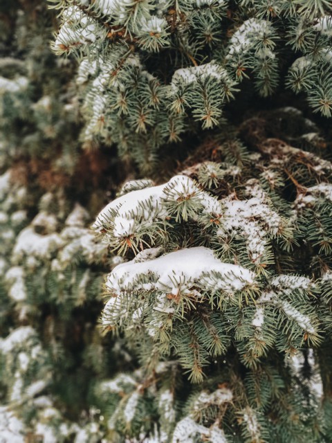 spruce