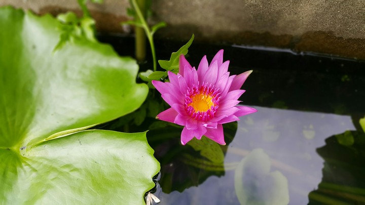 flower