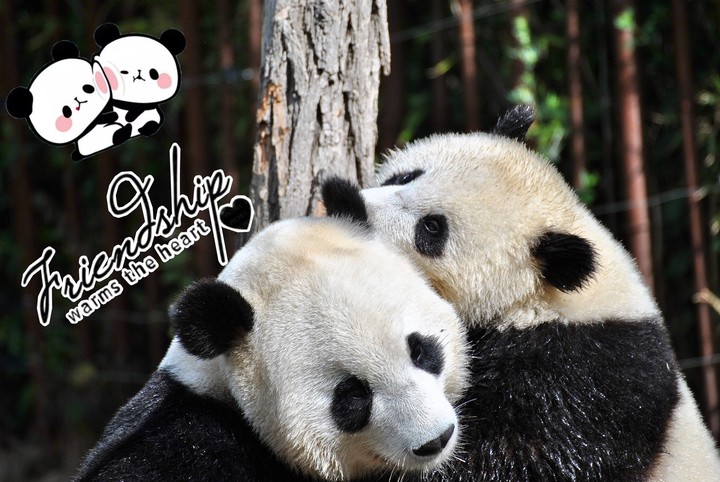 Happy Friendship day ?