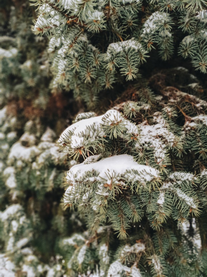 spruce