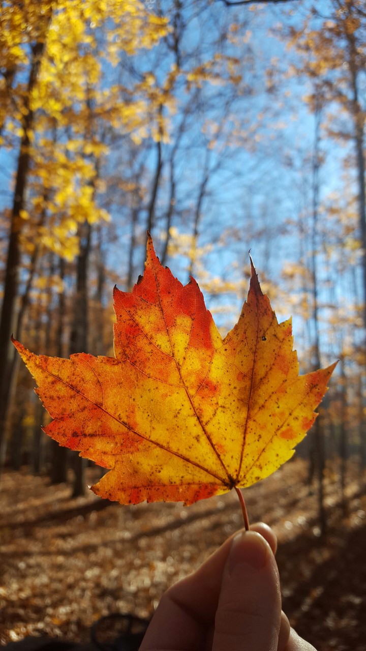 Nature's Color