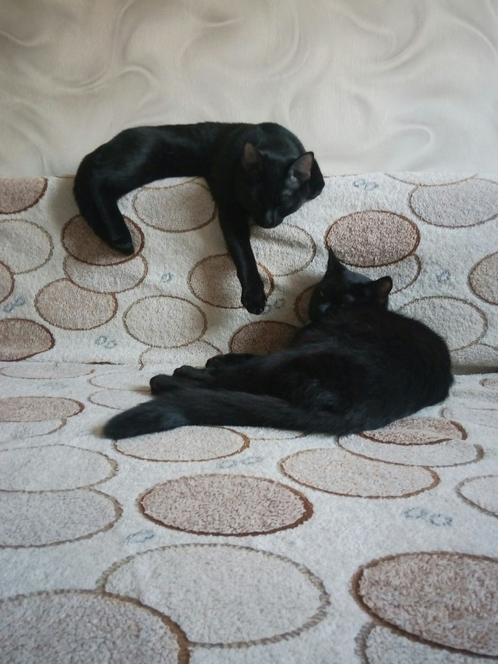 alice & lucy