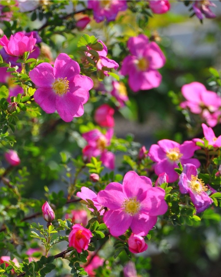 Wild Rose