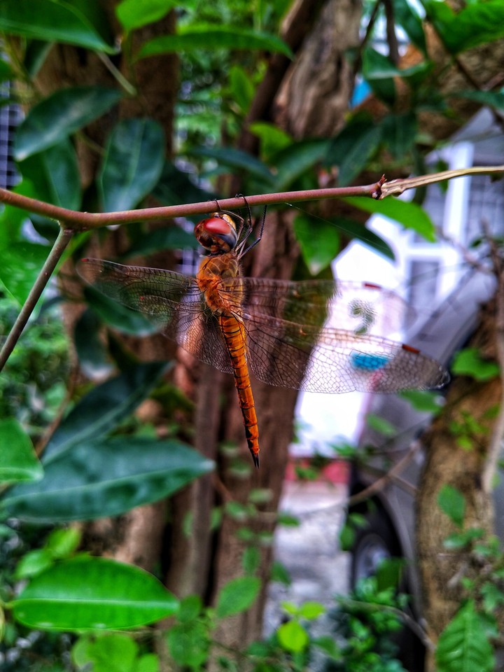 dragon fly.. ফড়িং