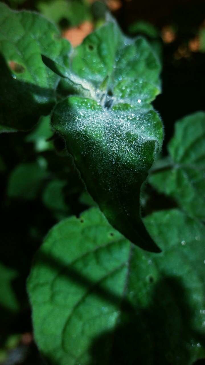 gotas