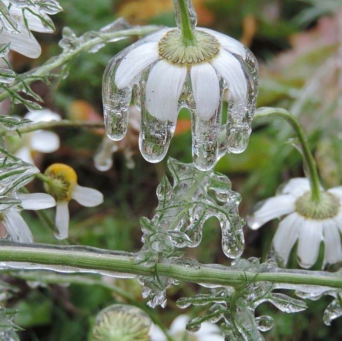 Iced chamomile