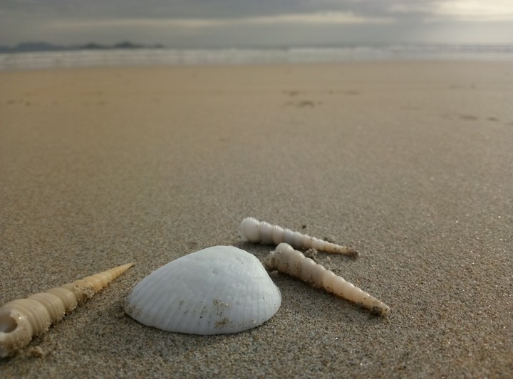 shells