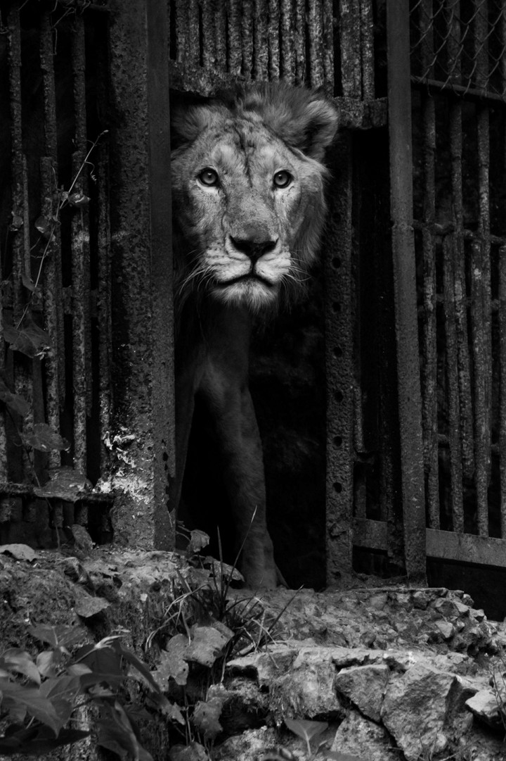 Lion in the Cage
