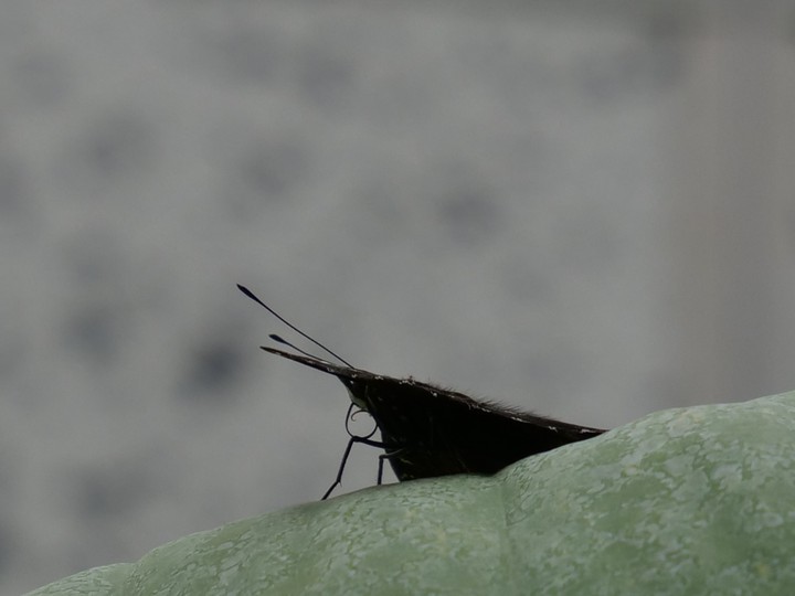 Butterfly/Schmetterling