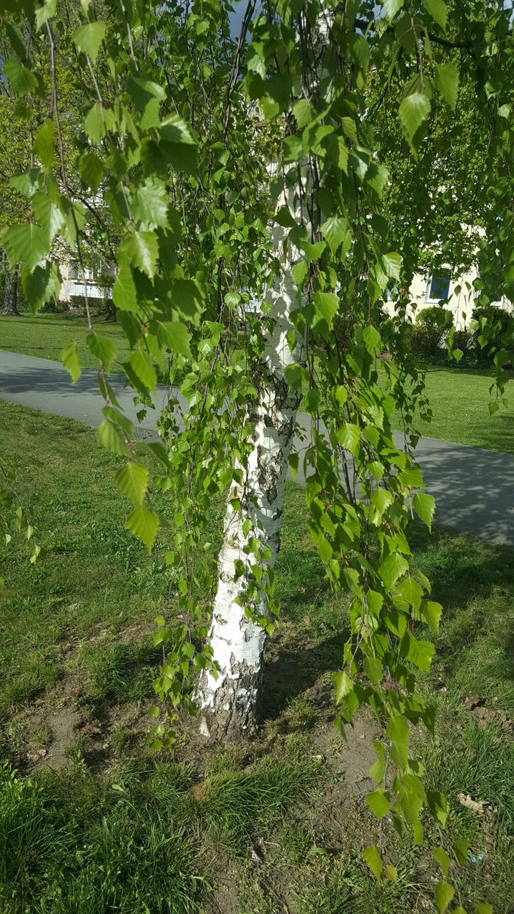 tree