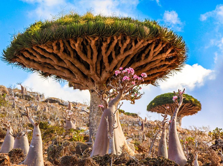 Socotra island  YEMEN