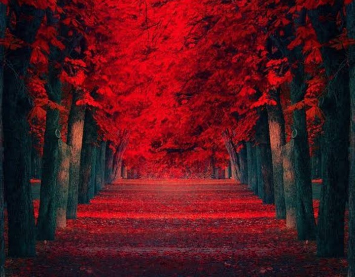 Red Tree's