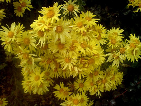 my flower
