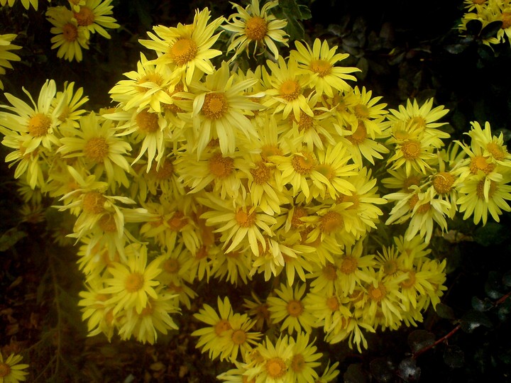 my flower