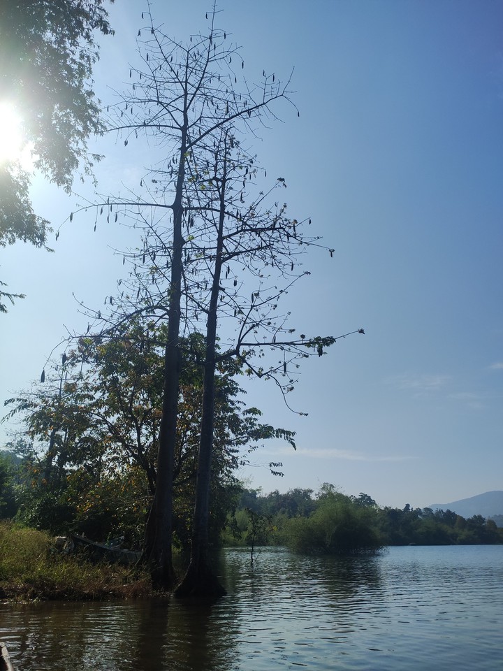 Pechiparai