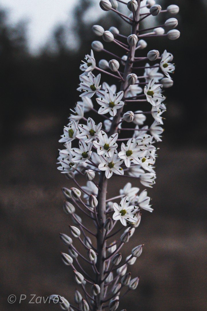 Wild flowers.