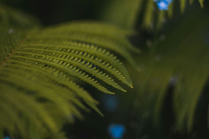 Plant