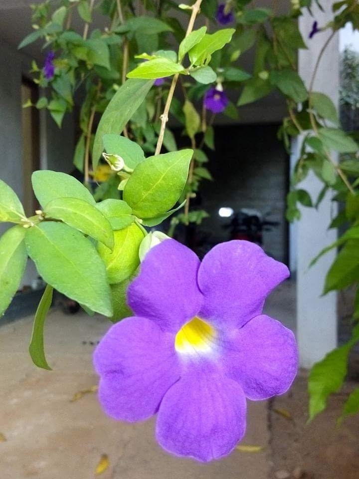 purple