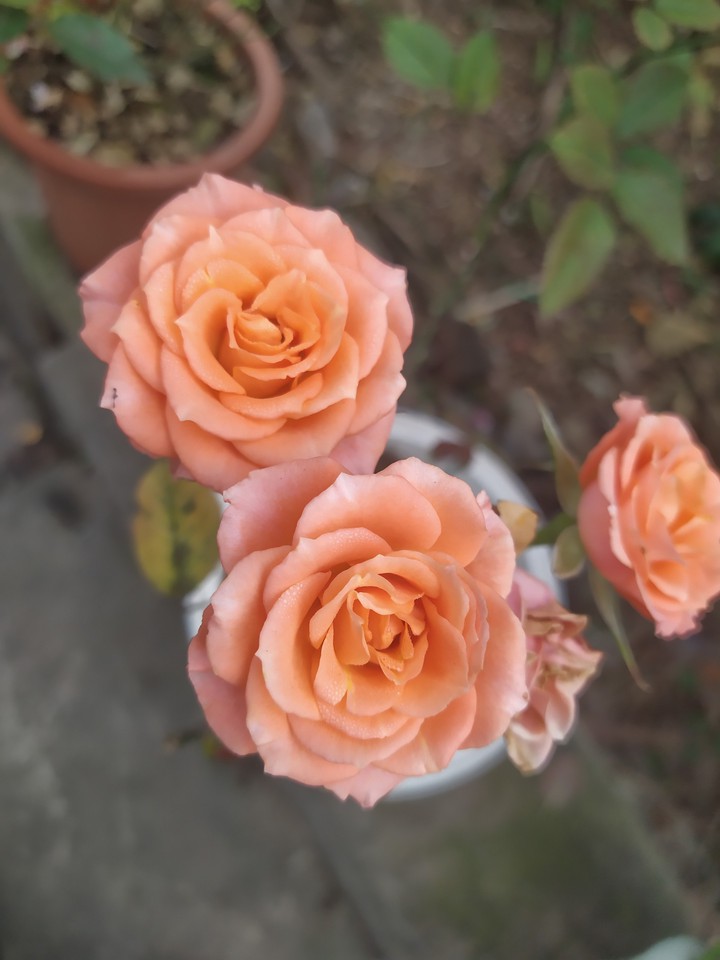 rose