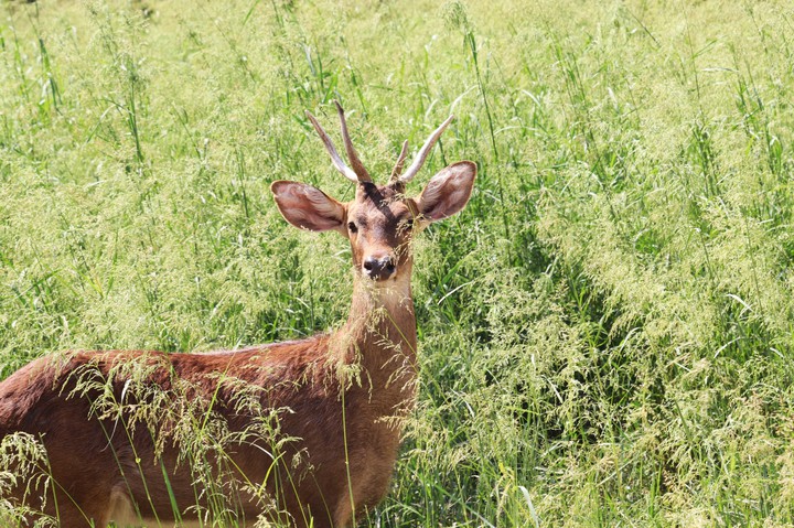 deer