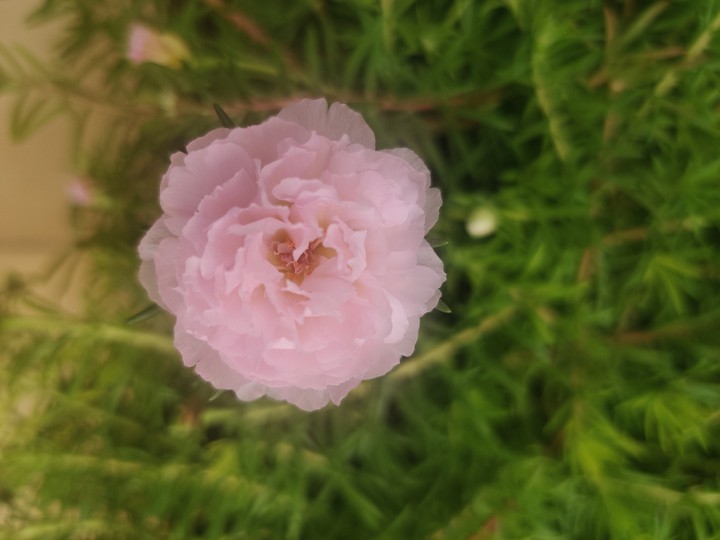 innocence