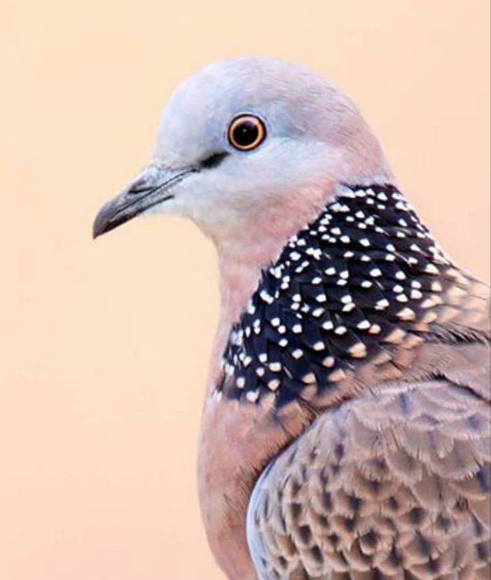 Dove