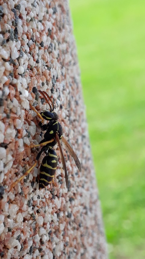 Wasp