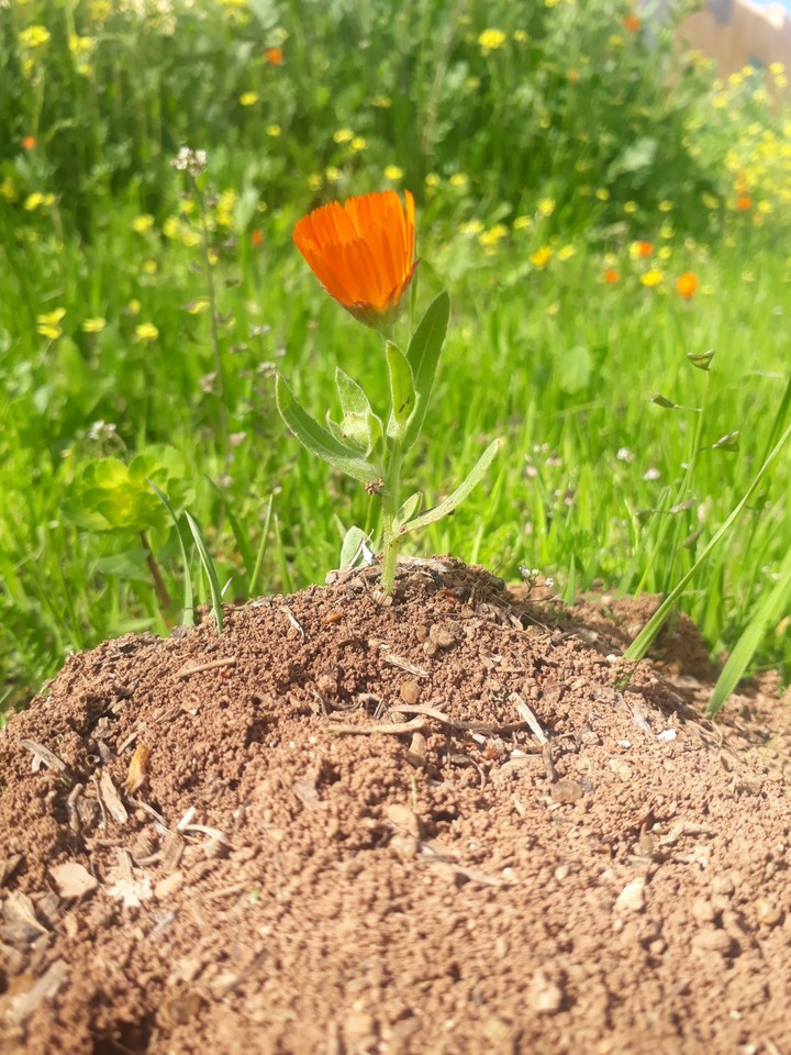 nature