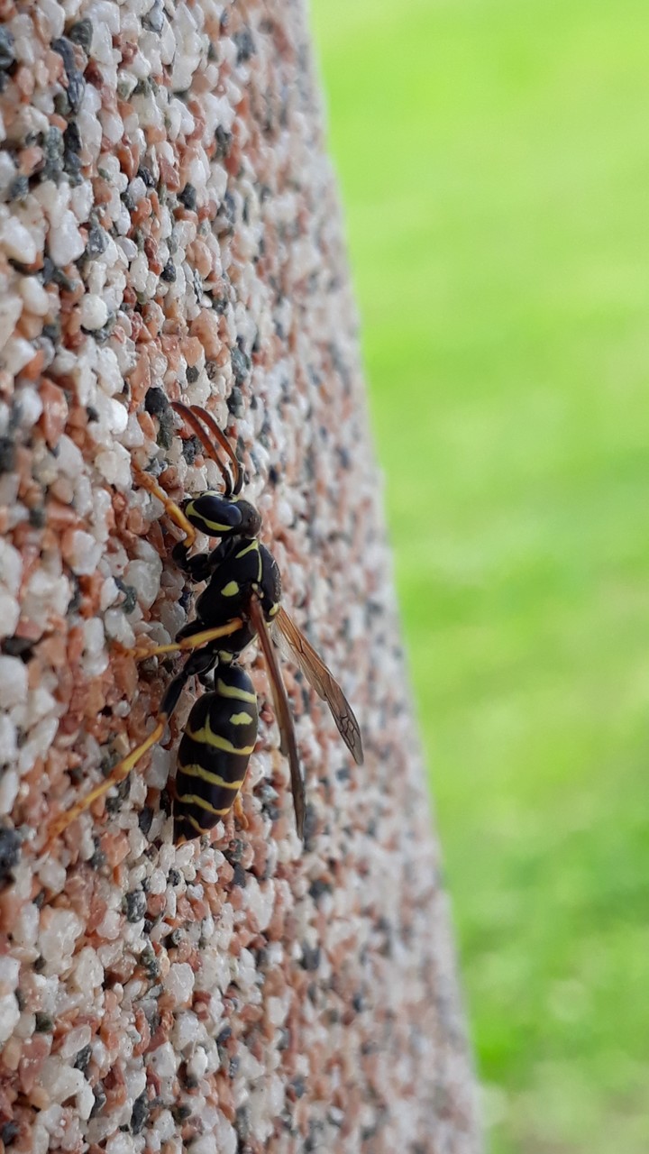 Wasp