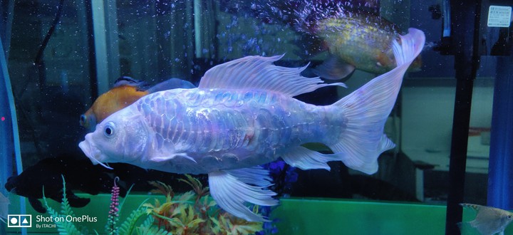 fish