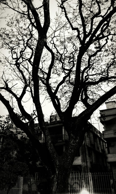A beautiful tree