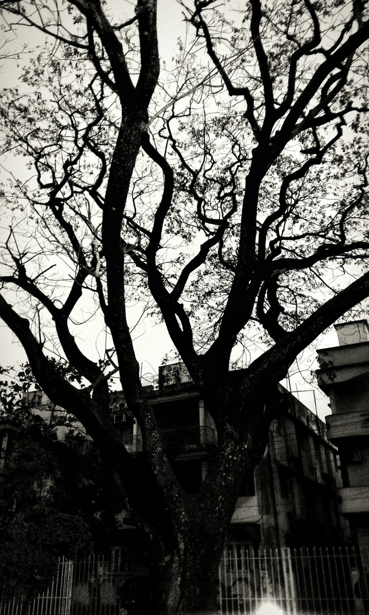 A beautiful tree