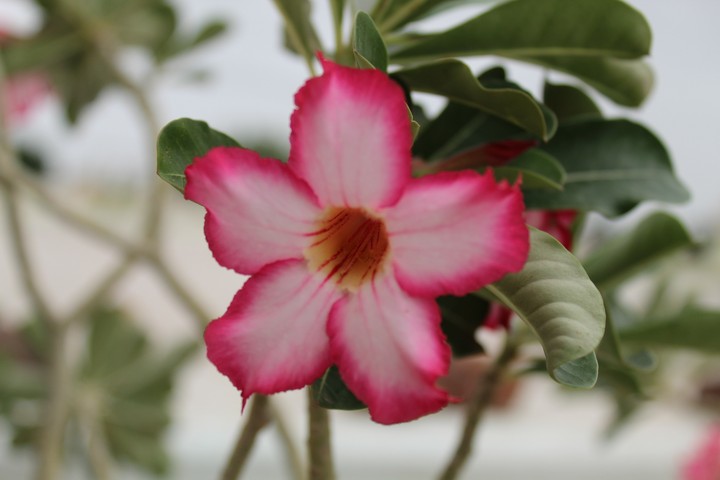An Adenium Plant's Flower..Feeling Greatful While Capturing.