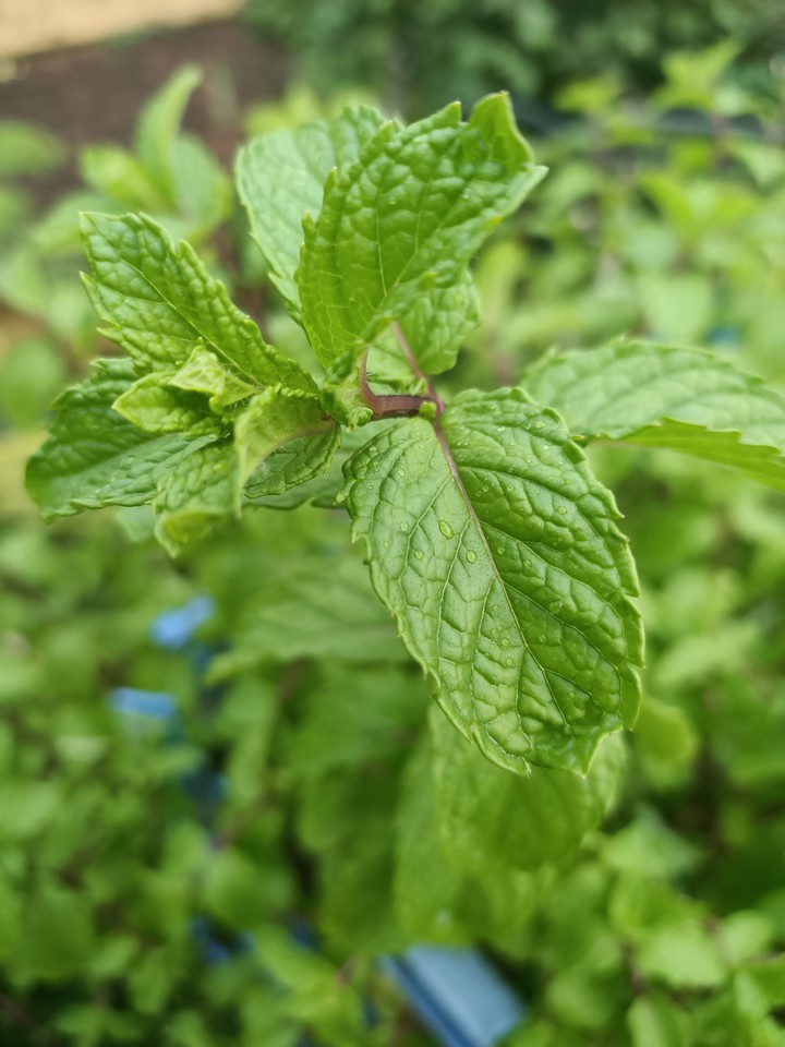 mint