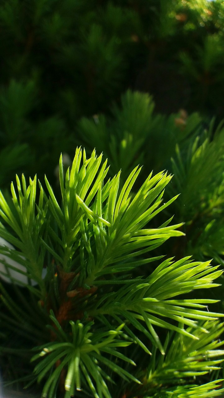 juniper
