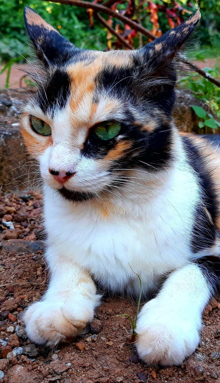 cat